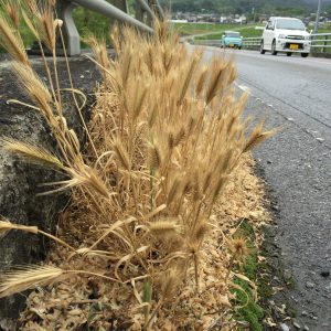 橋の端っこに自生していた六条大麦。ウイスキー作りに使用される麦は二条大麦なので、白州蒸溜所とは関係ない（はず）