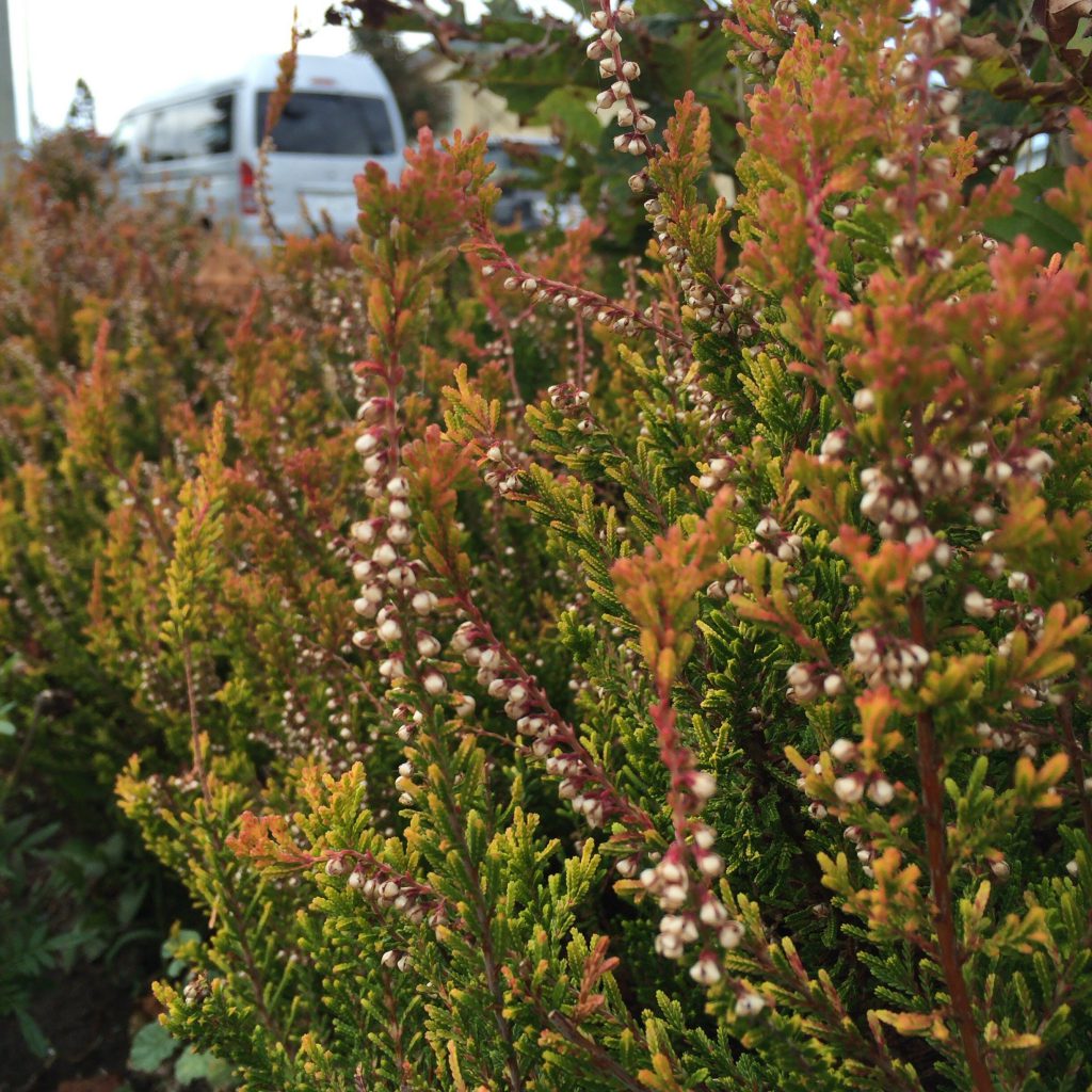 リタロードに植えられたヒースが旅路を彩ります。